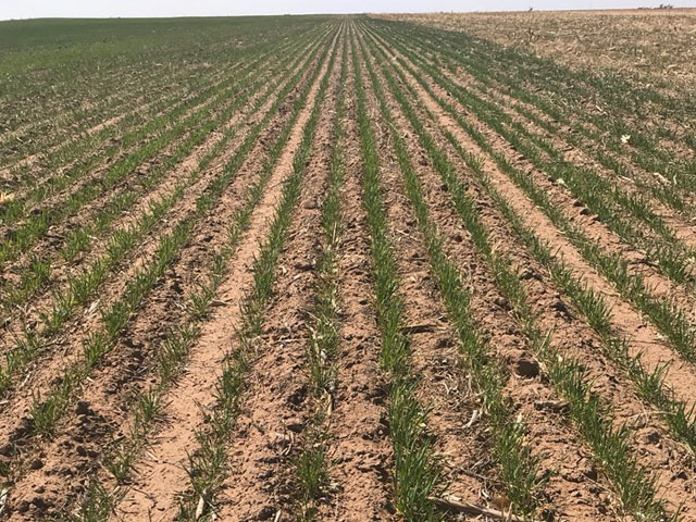 Scouts participating in the 2018 Hard Winter Wheat Tour are expected to find some tough conditions this year as a result of the lack of rainfall. This dryland field in Texas County, Oklahoma, is showing the strain. (Photo courtesy of Nick Vos) 